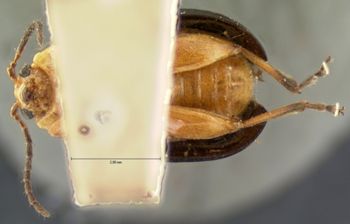 Media type: image; Entomology 18762   Aspect: habitus ventral view